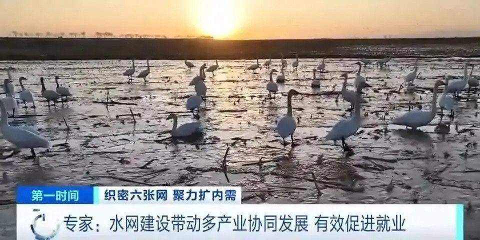 水质持续改善 ，吸引各类鸟类嬉戏.jpg